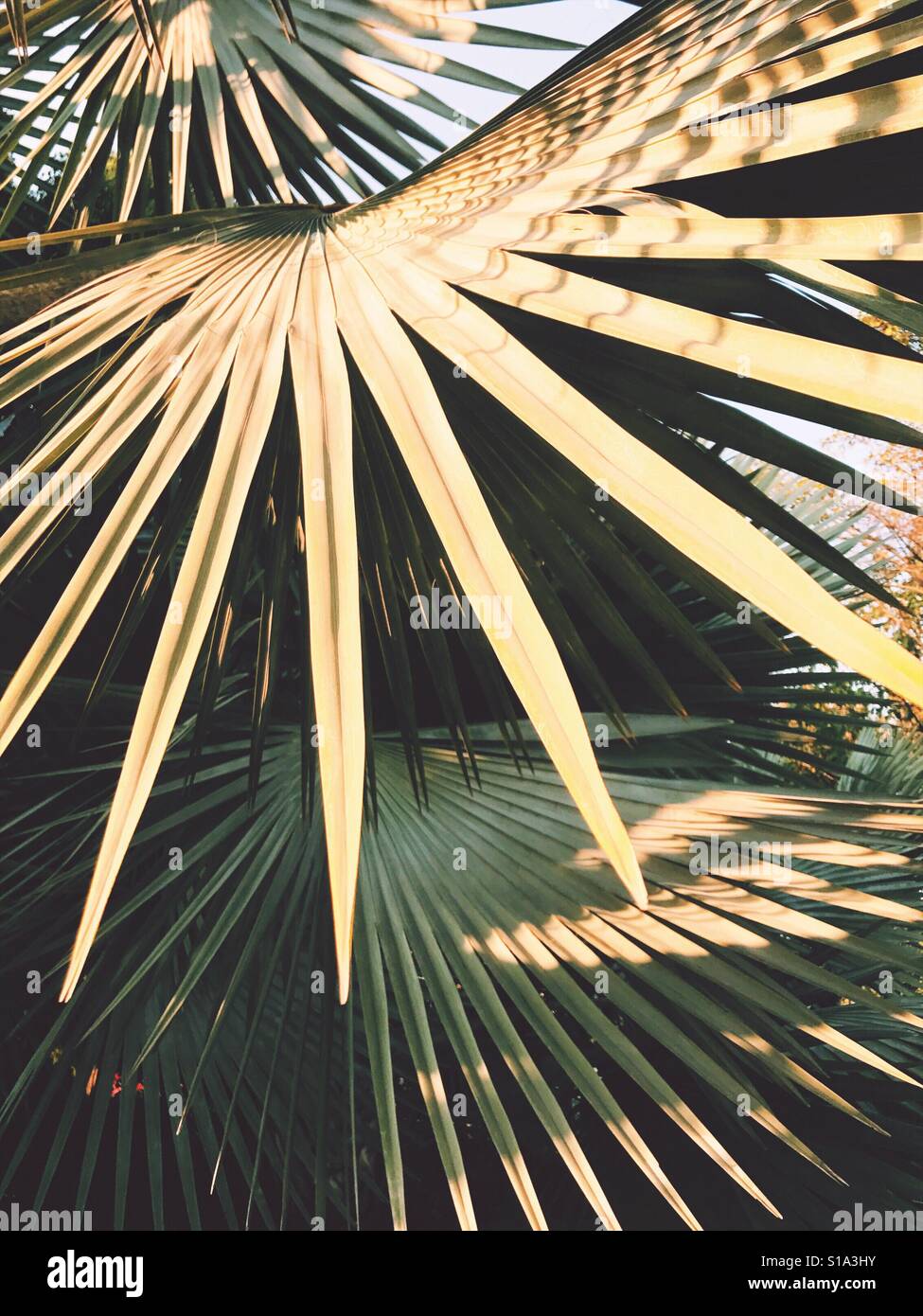 Light shade palm leaf green hi-res stock photography and images - Alamy