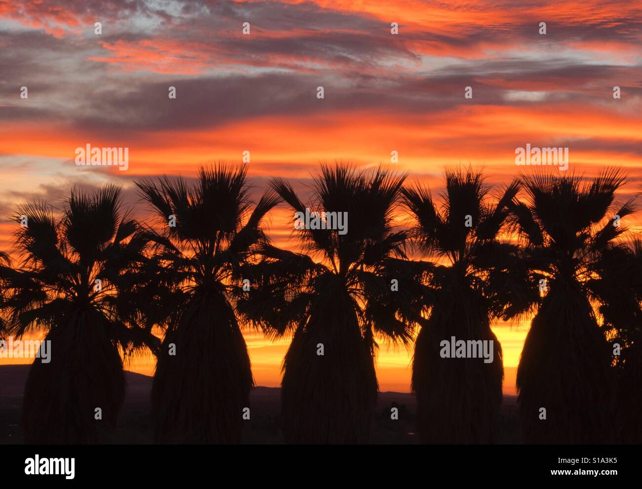 California Fan Palms at sunrise, Borrego Palm Canyon, Anza Borrego Desert State Park, California - Smartphone Captured Stock Image