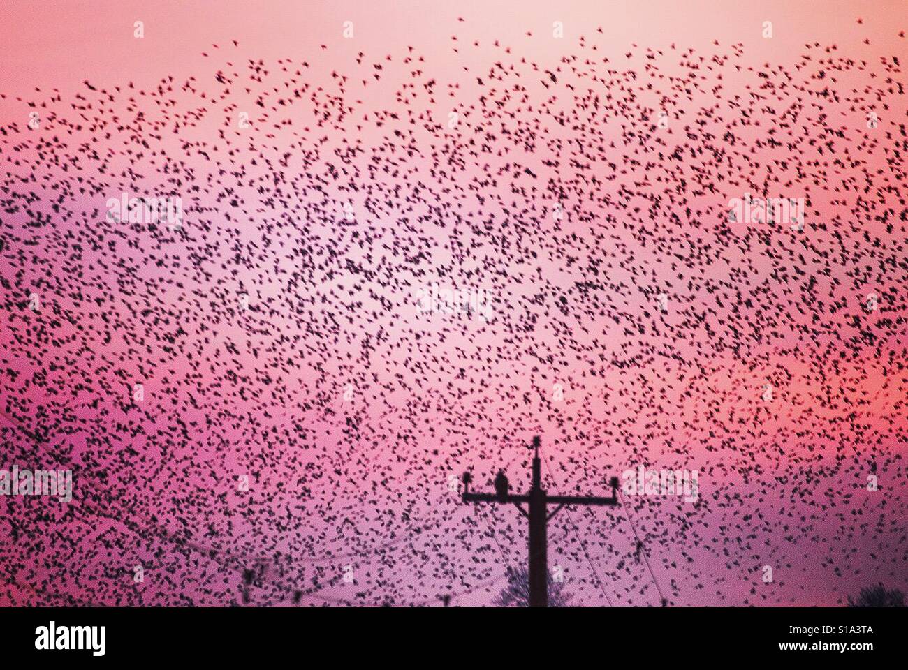 Starlings flying back home to roost, on the Somerset Levels, England. Stock Photo