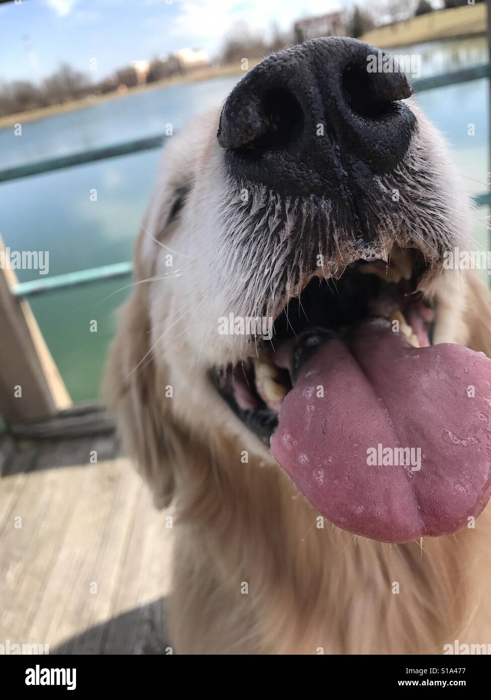 Happy golden retriever hi-res stock photography and images - Alamy