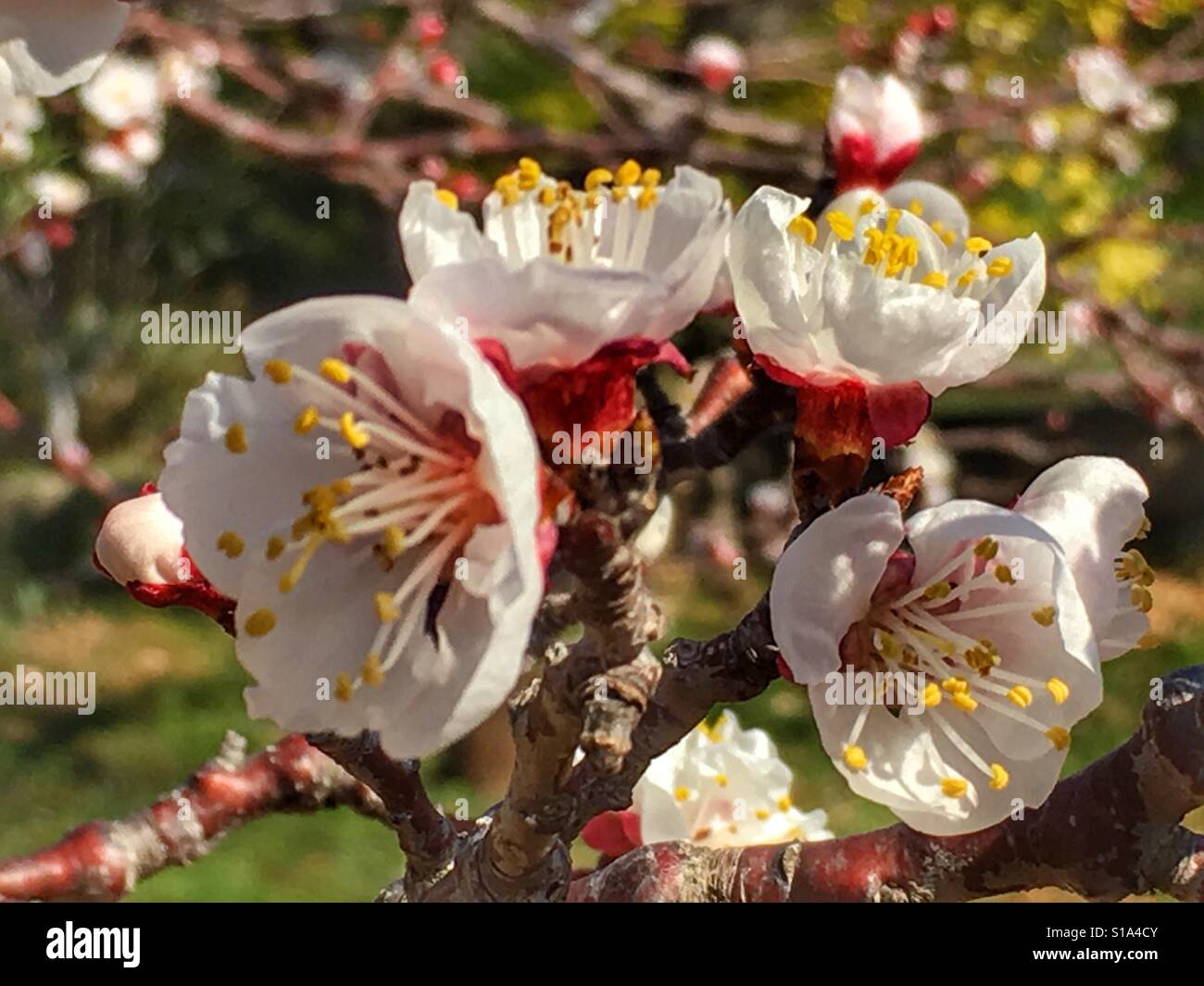 Apricot blossom. Prunus armeniaca. Stock Photo
