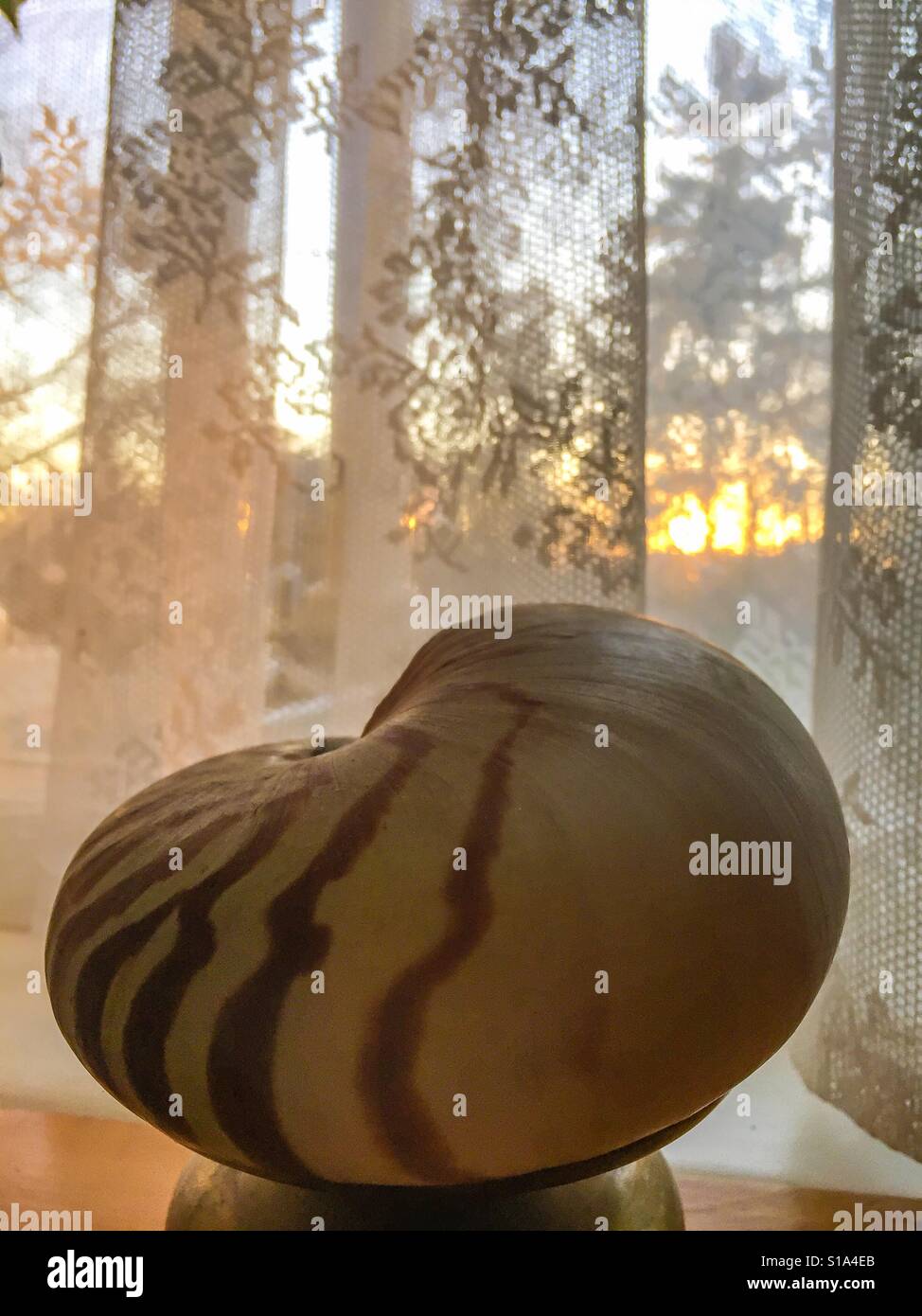 Seashell in the window with lace curtain. Warm glow from the afternoon sun. All nature.  Symbolic. Sea, earth, and sky. - Smartphone Captured Stock Image