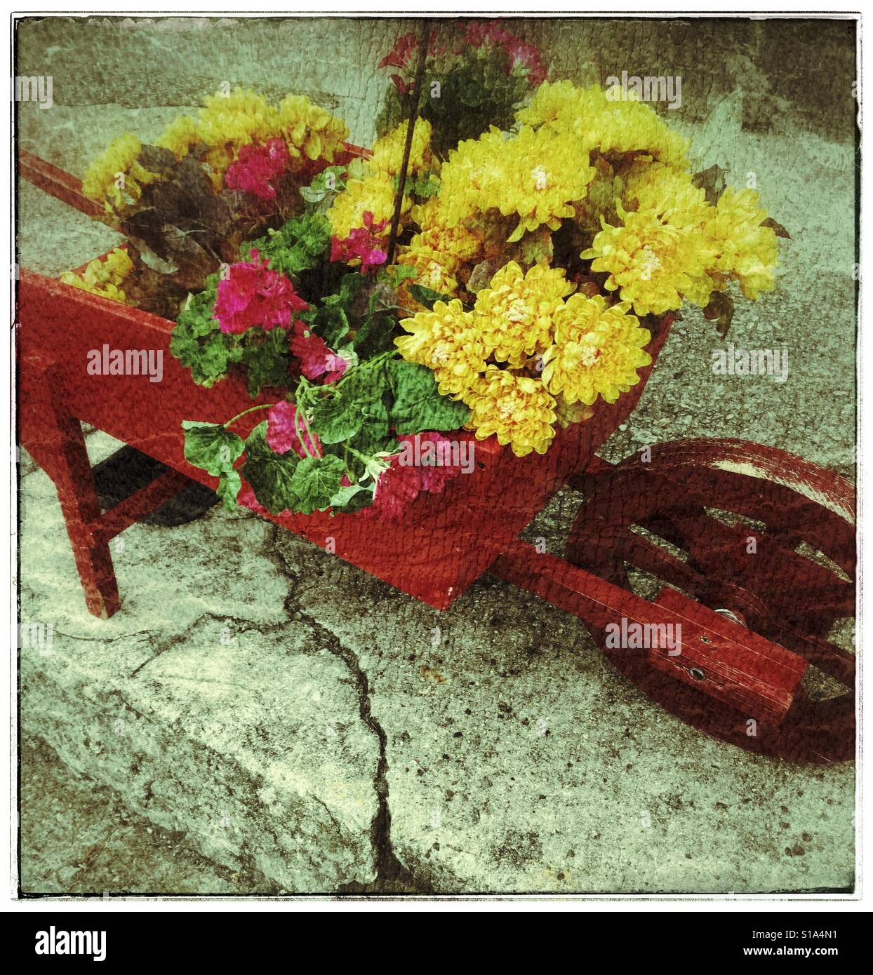 Wheelbarrow flowers hires stock photography and images Alamy