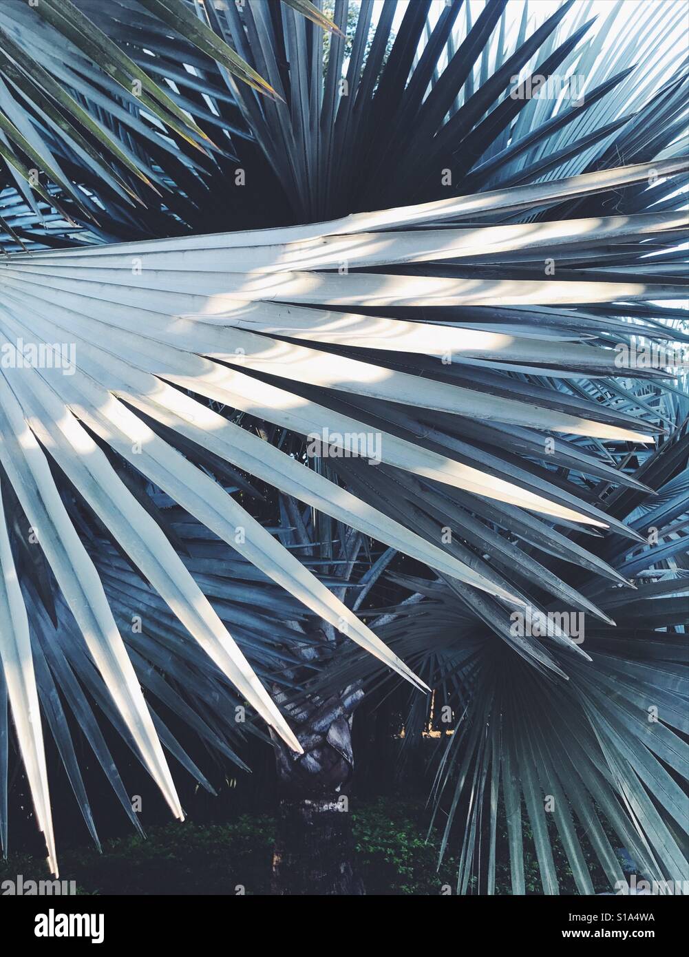 Palm Leaves Shade High Resolution Stock Photography and Images - Alamy
