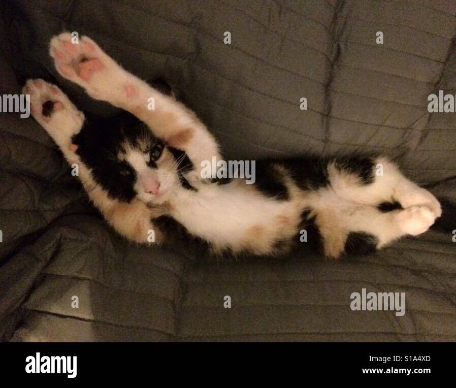 Hands up if you want some chicken! - Smartphone Captured Stock Image