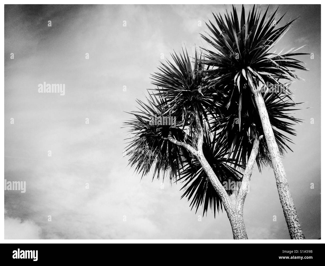 Black and white photograph of palm trees against the sky Stock Photo