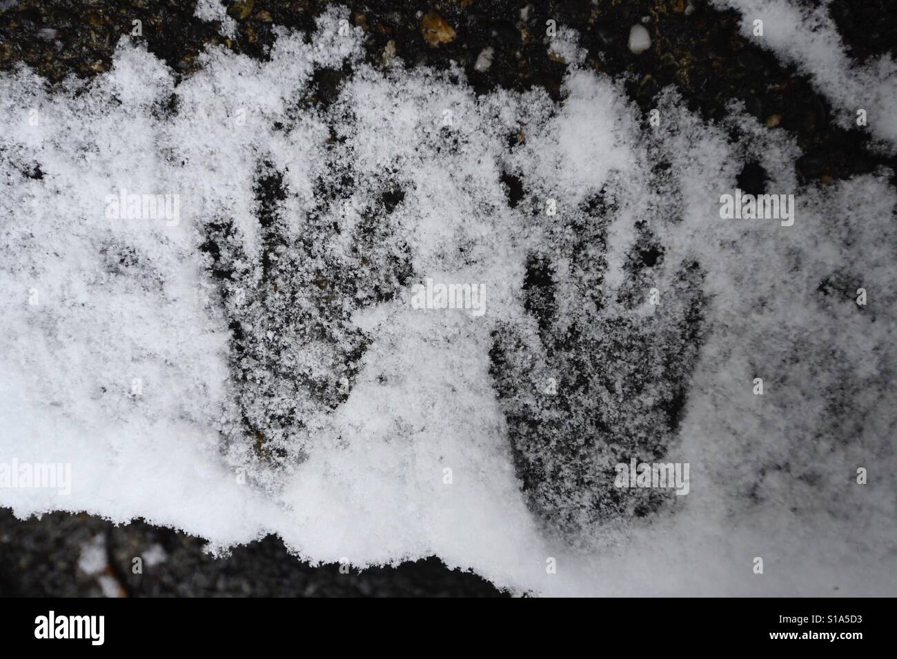 Raccoon Tracks Snow High Resolution Stock Photography And Images Alamy