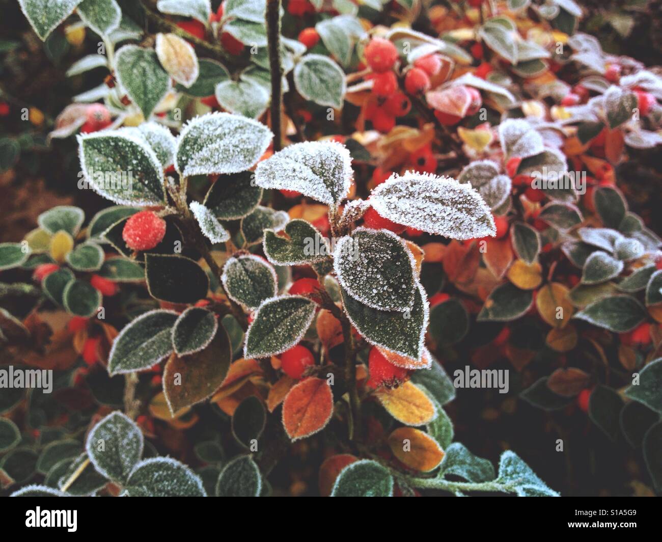 Frost on cotoneaster plant Stock Photo