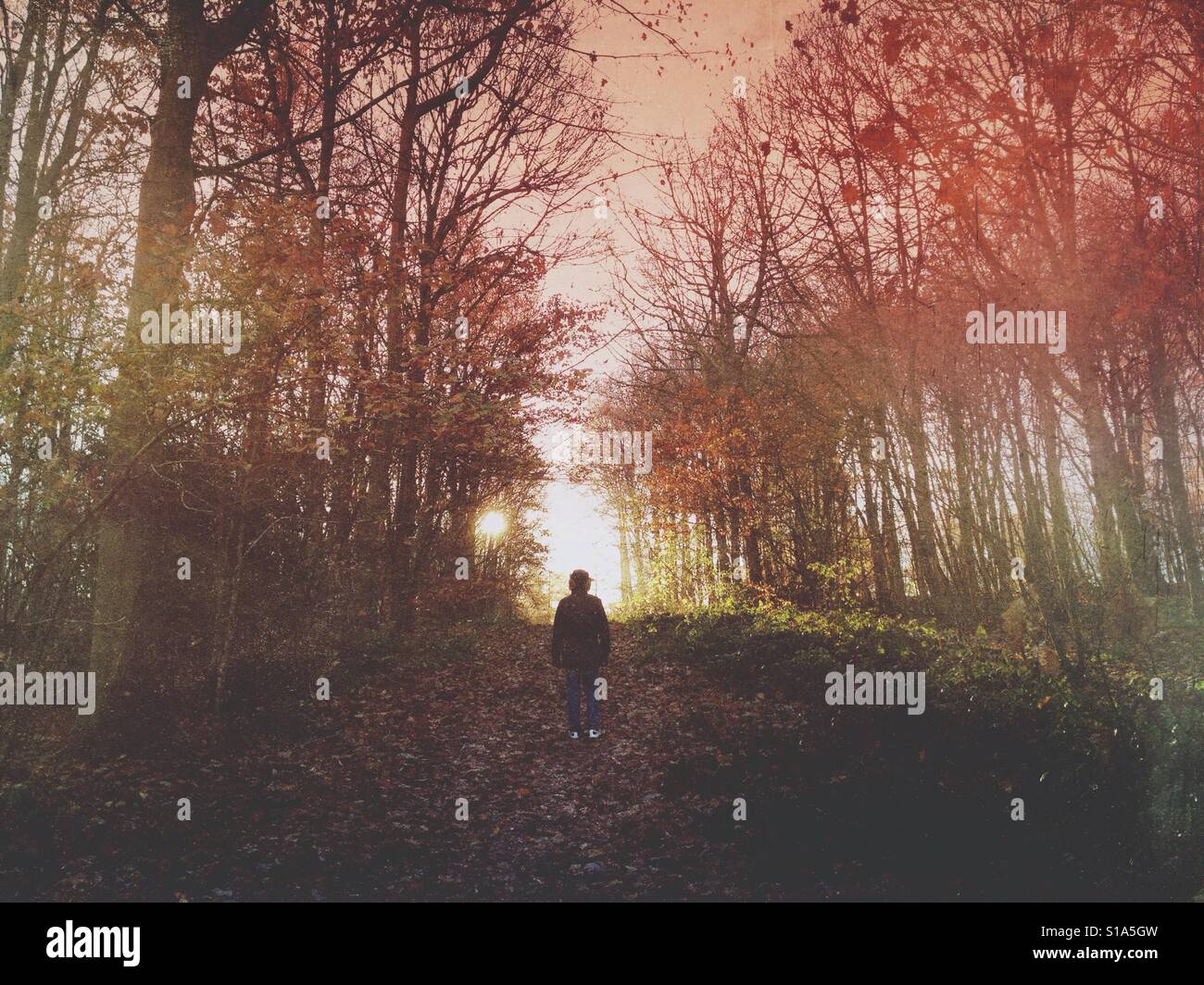 Lone man in woods - Smartphone Captured Stock Image