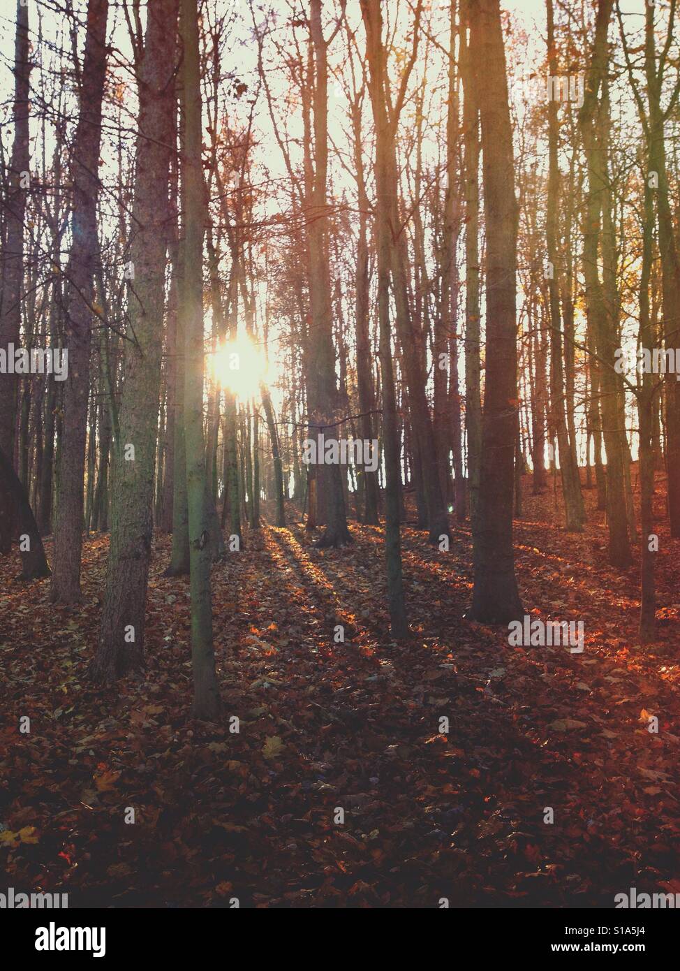 Trees sun forest hi-res stock photography and images - Alamy