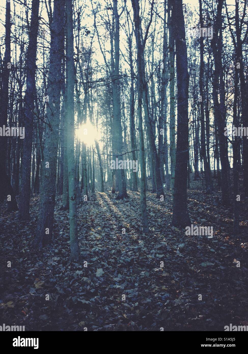 Sunlight through trees - Smartphone Captured Stock Image