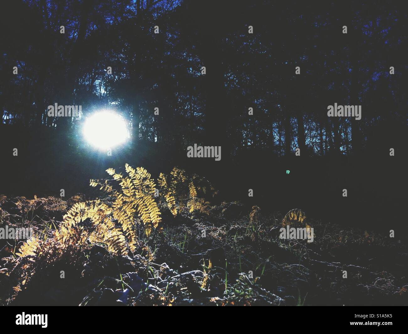 Sunlight through trees - Smartphone Captured Stock Image