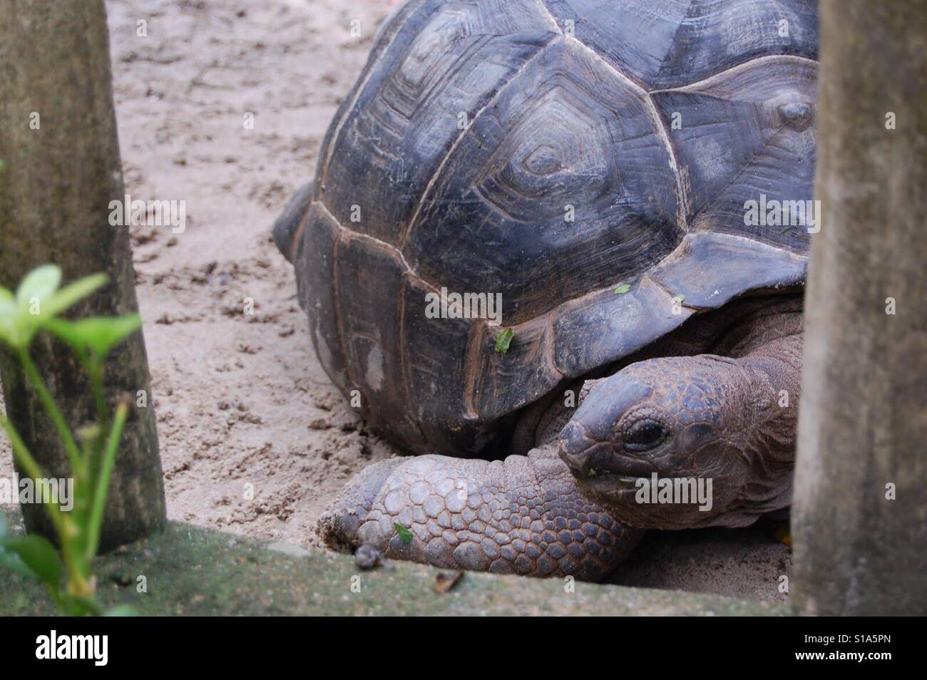 Tortoise - Smartphone Captured Stock Image