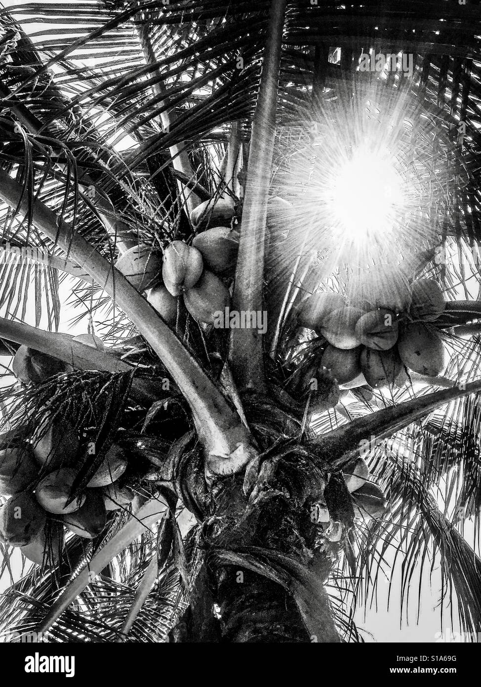 Coconut tree Stock Photo