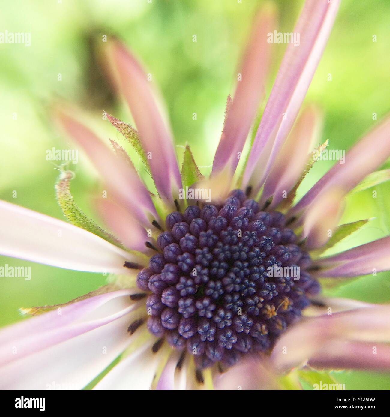 Macro of an osteospermum fructicosum flower partially open with green background. Stock Photo