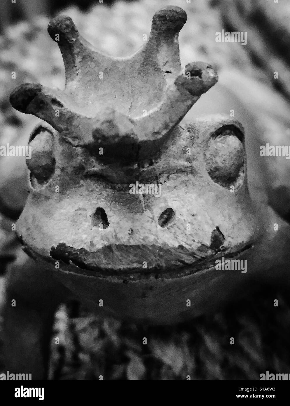 Black and white photo of Prince Charming disguised as a frog with a crown Stock Photo