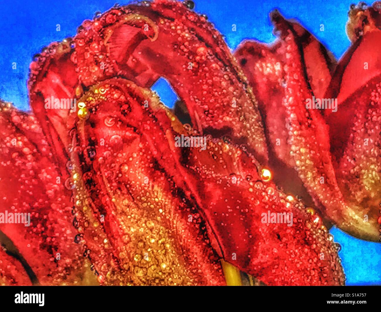 Dew on Tulips. - Smartphone Captured Stock Image