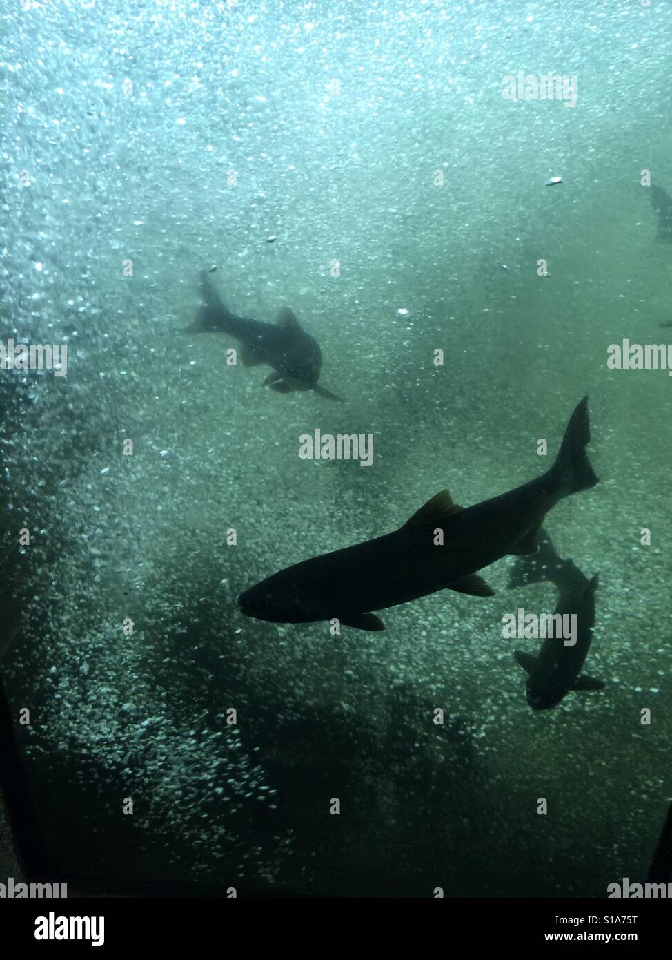 Salmon swimming up the fish ladder at Capilano Salmon Hatchery in North