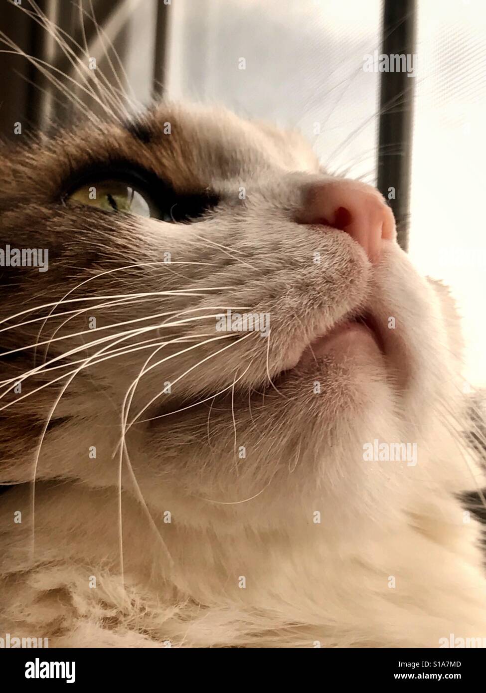 Cat face close up - Smartphone Captured Stock Image