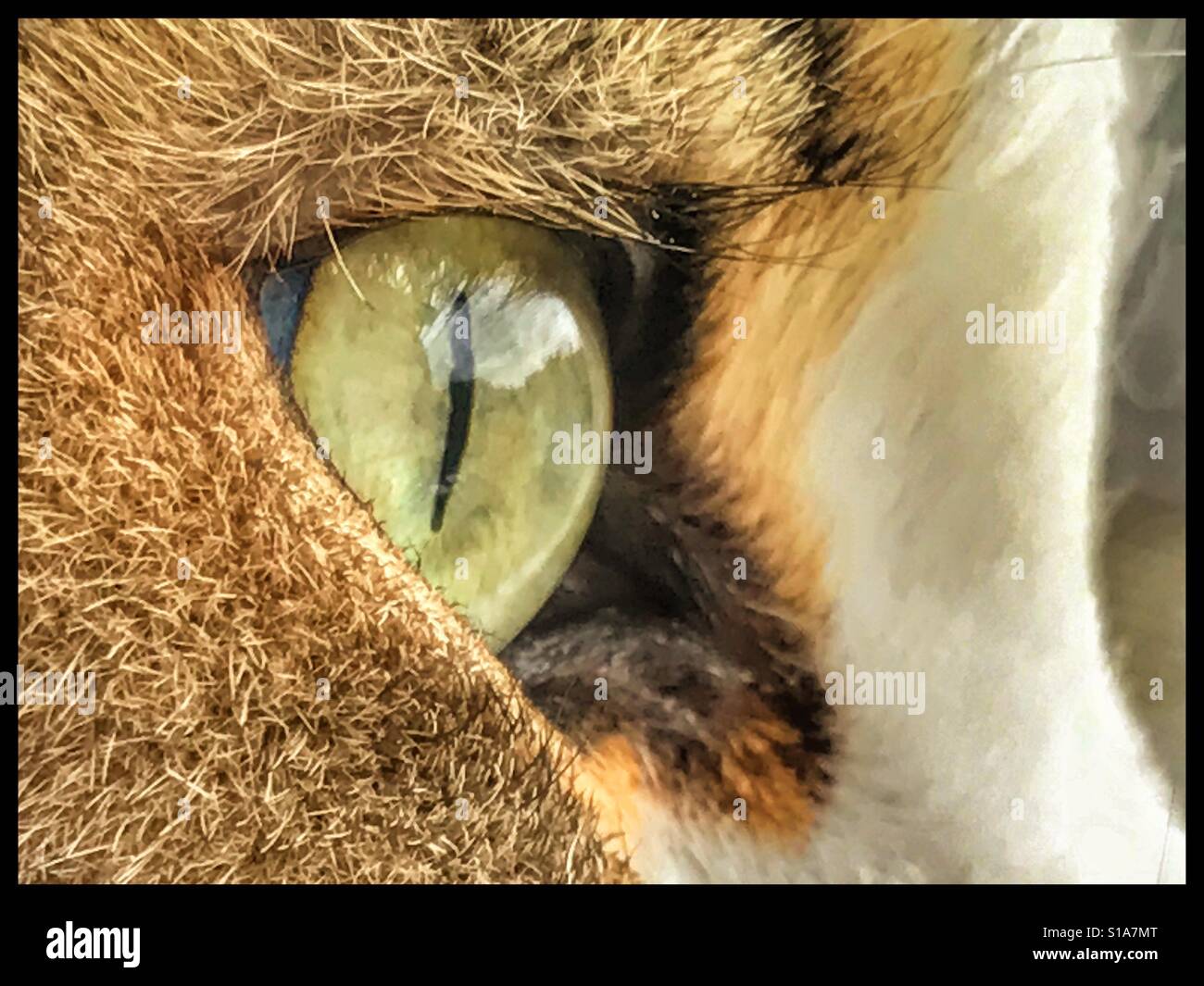 Cat's eye watching - Smartphone Captured Stock Image