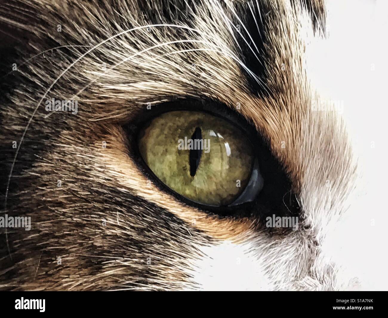 Cat's eye in detail - Smartphone Captured Stock Image