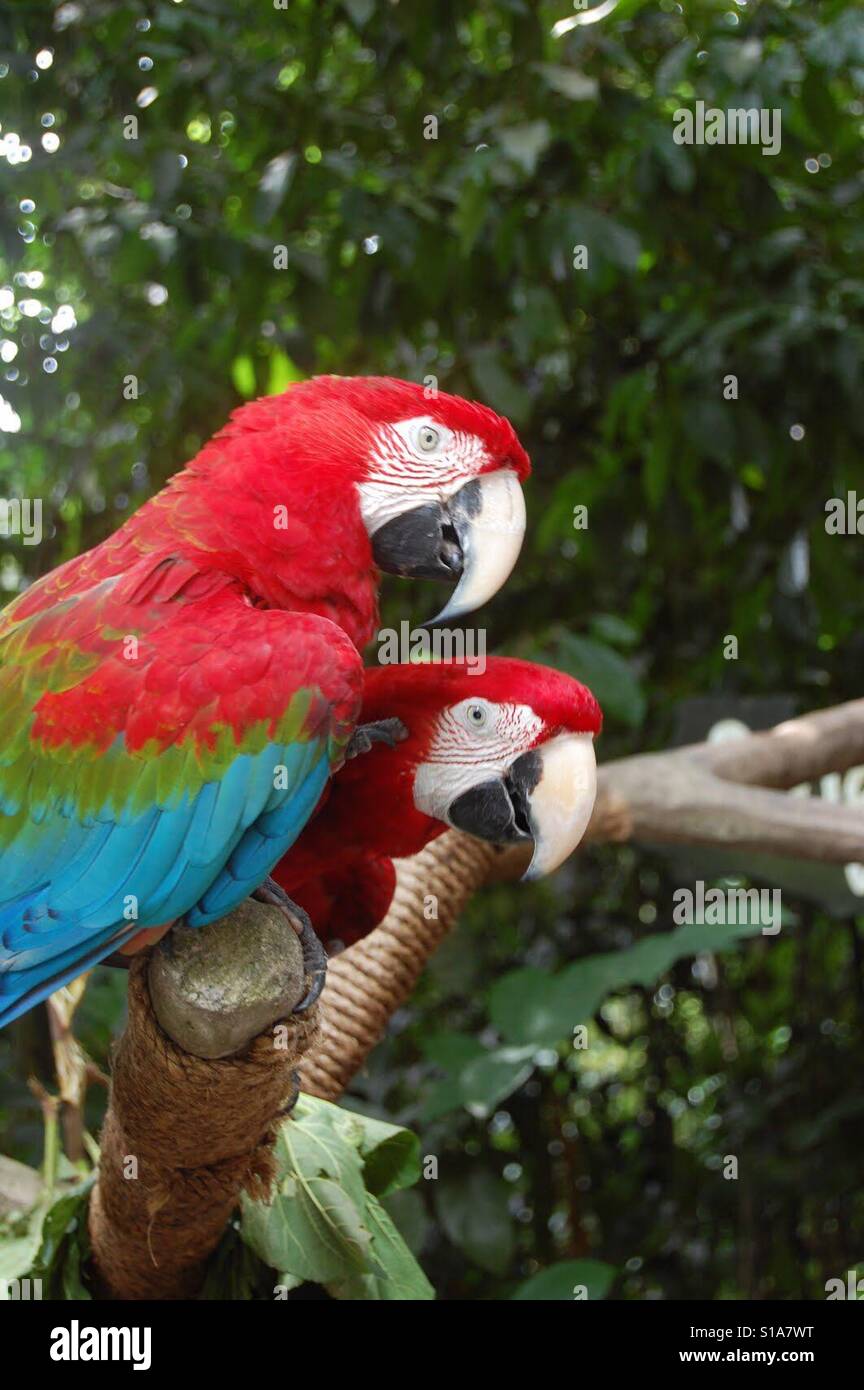 Parrots - Smartphone Captured Stock Image
