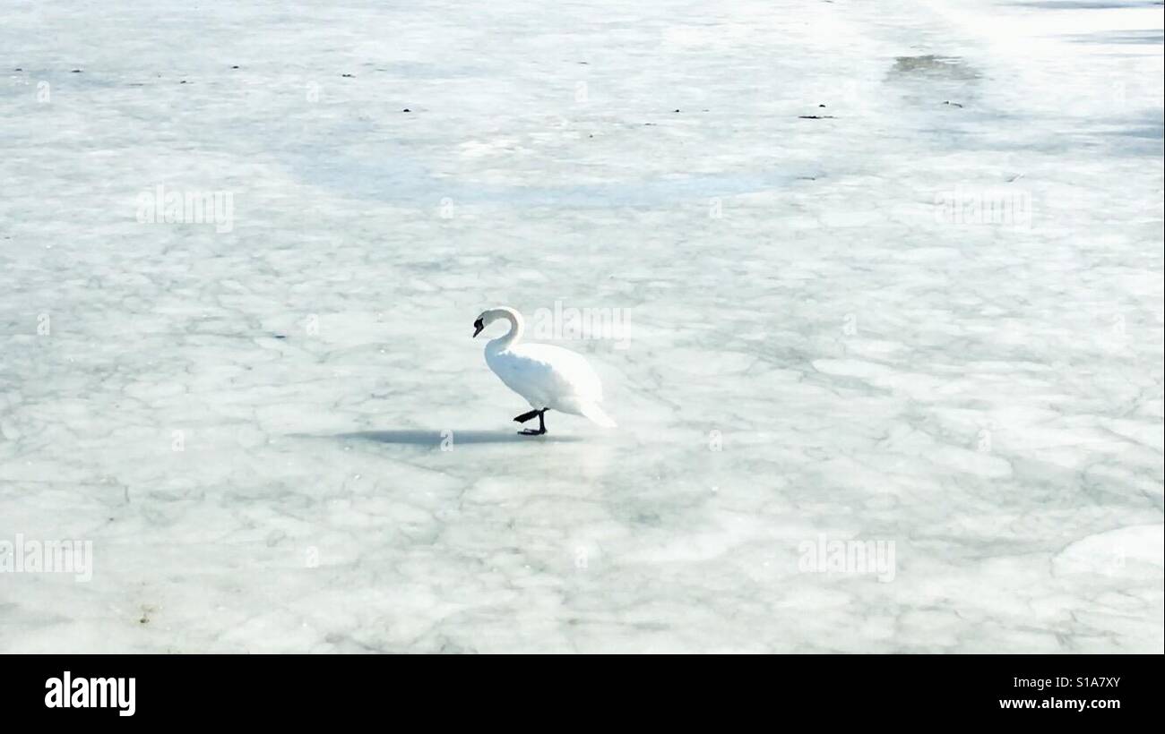 Swan on a frozen sea Stock Photo