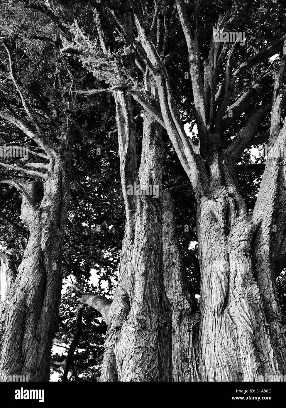 Trees and trunks Black and White Stock Photos & Images - Alamy