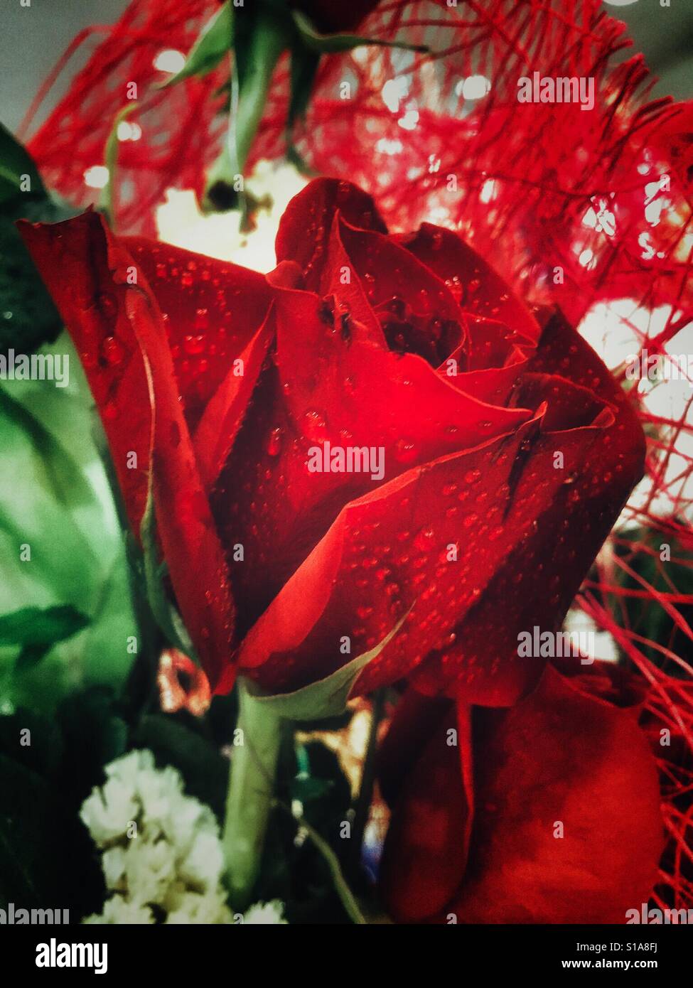 Rose wet hi-res stock photography and images - Alamy