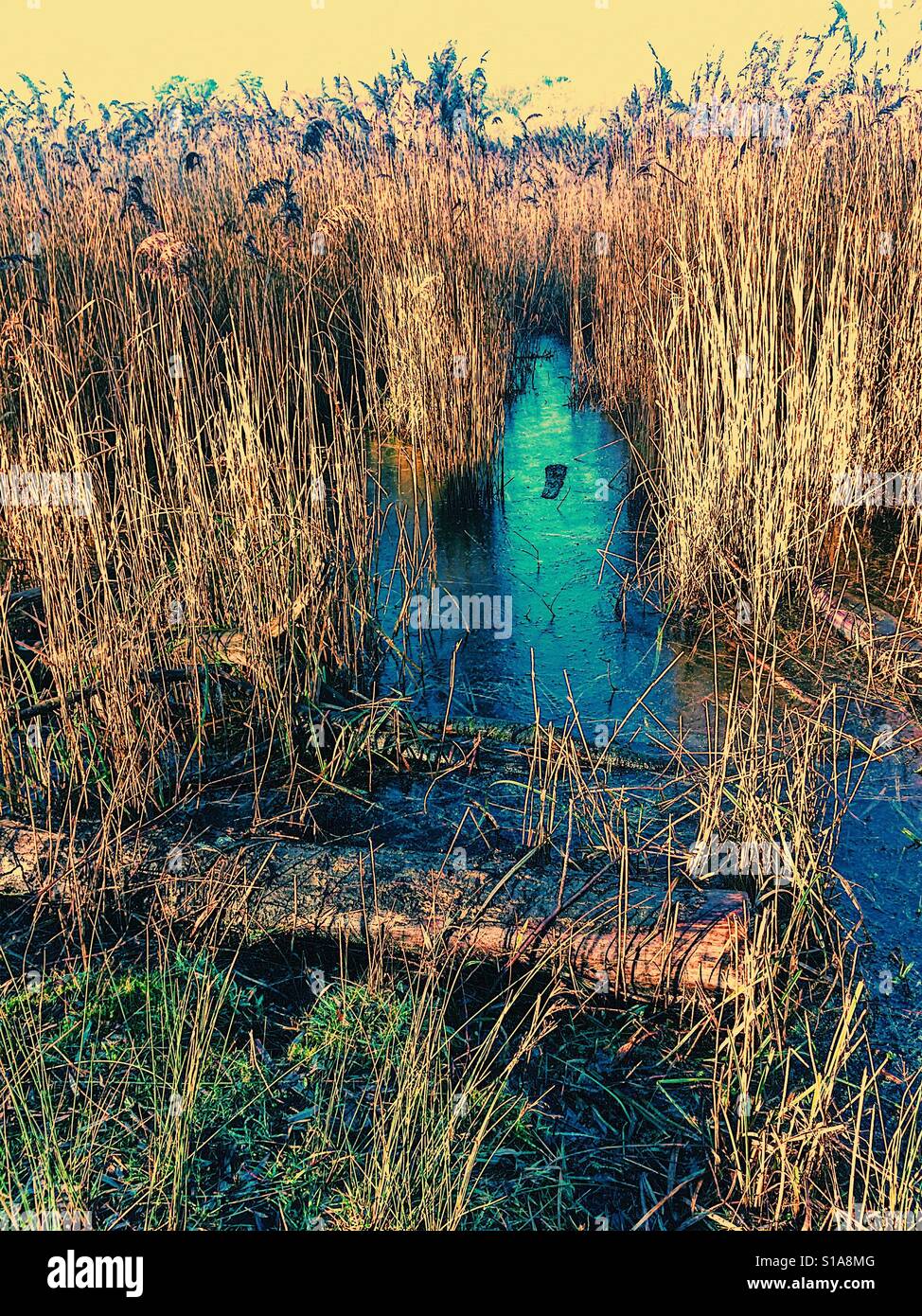 Lake with blue ice and reeds - Smartphone Captured Stock Image