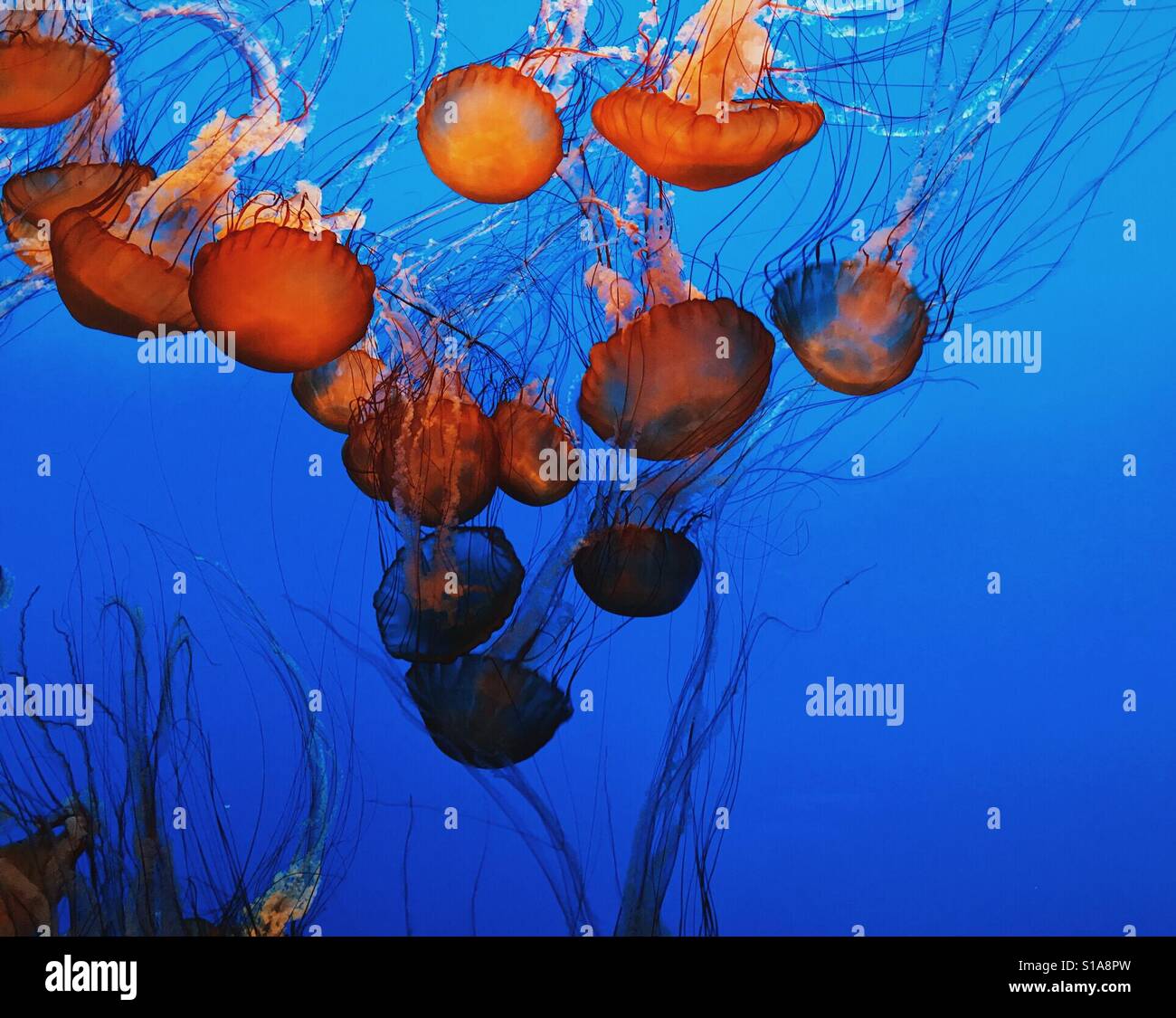 Aquarium jellyfish sealife hires stock photography and images Alamy