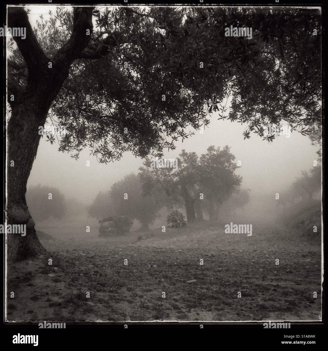 Olive trees on a foggy morning, Catalonia, Spain. - Smartphone Captured Stock Image