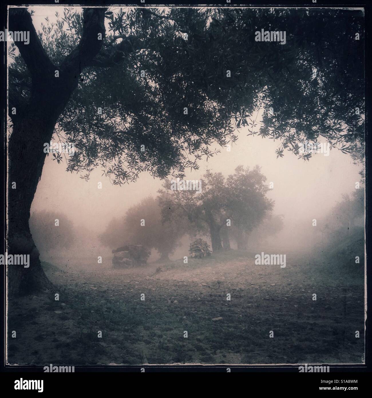 Olive trees on a foggy morning, Catalonia, Spain. - Smartphone Captured Stock Image