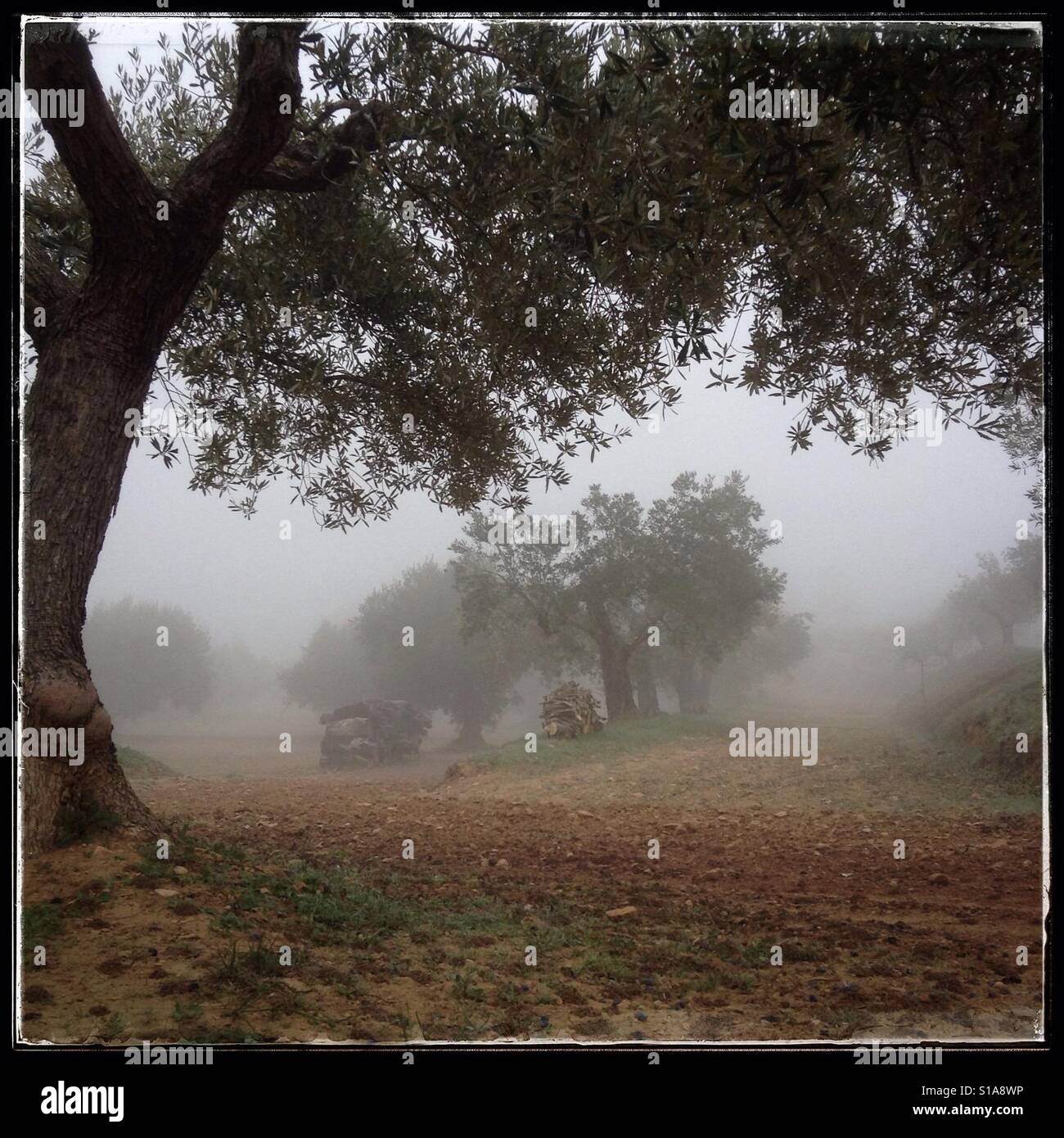 Olive trees on a foggy morning, Catalonia, Spain. - Smartphone Captured Stock Image