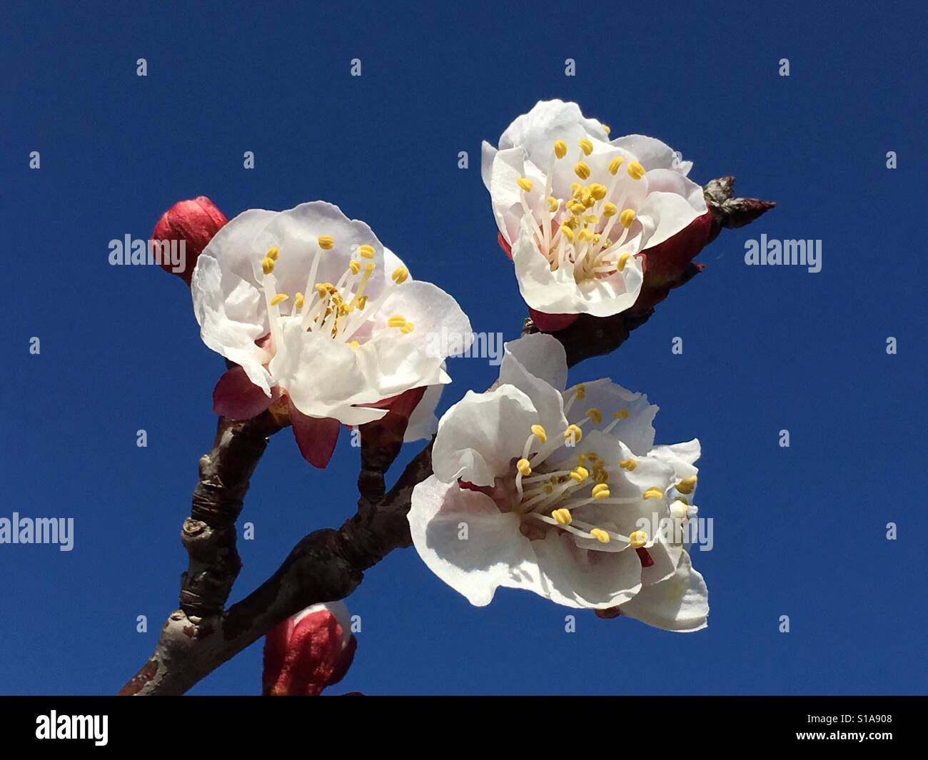 Apricot blossom, Prunus armeniaca, against blue sky Stock Photo