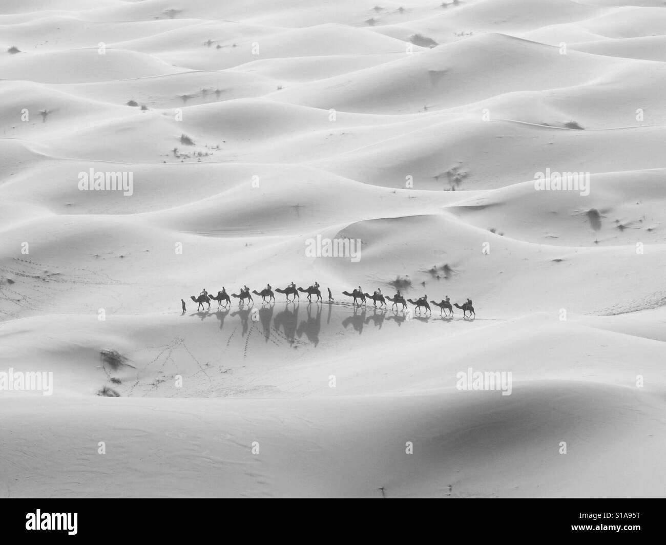 Caravan of camels in the Sahara black and white Stock Photo