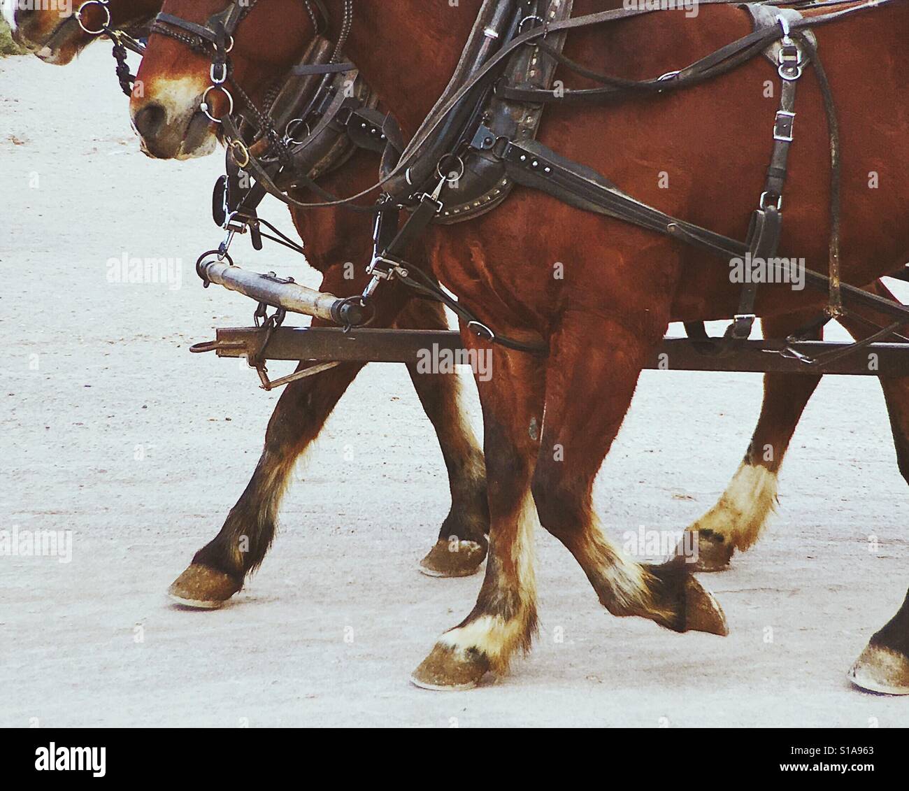 Horsepower Stock Photo