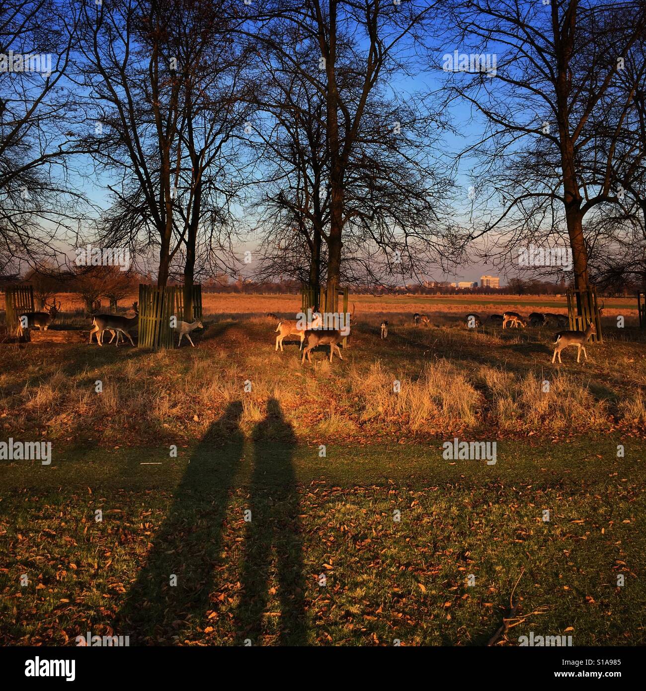 Two people (woman & man) watching deers in Deer Park in the late afternoon, East Molesey, Surrey, England - Smartphone Captured Stock Image