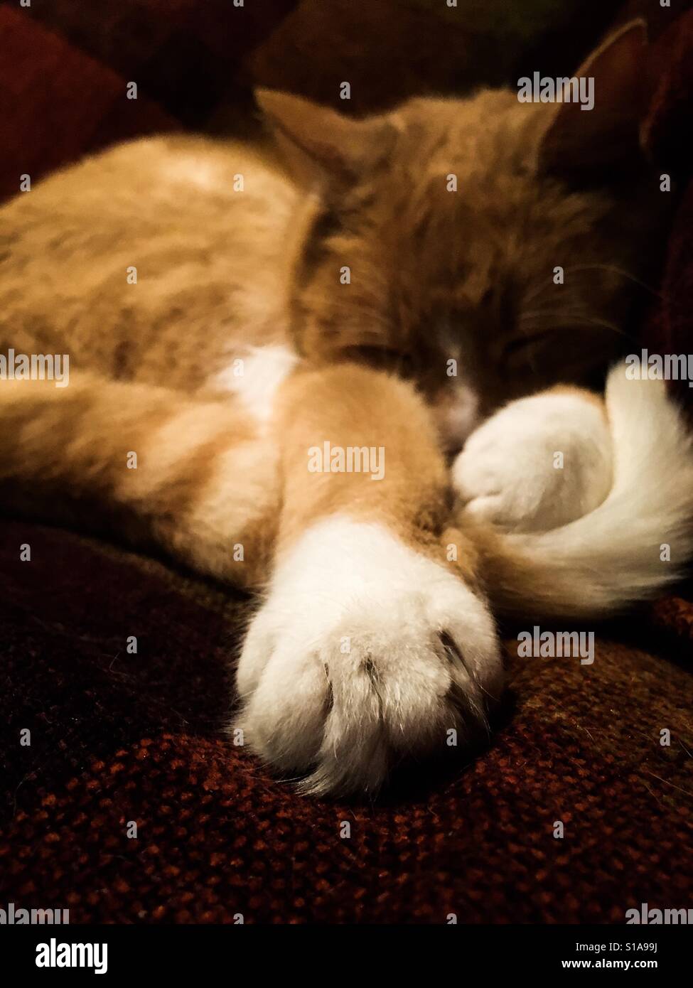 Outstretched paw of sleeping cat Stock Photo Alamy
