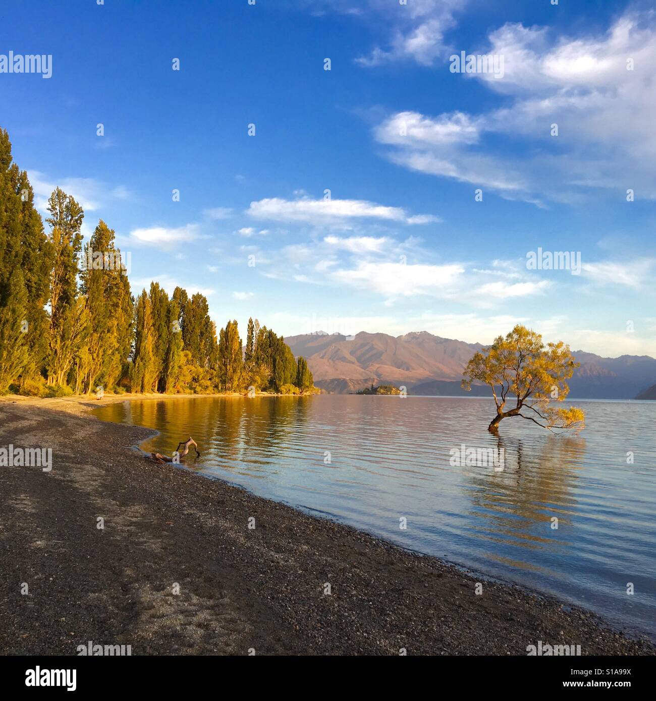 The Wanaka Tree on lake Wanaka in New Zealand South Island at sunrise - Smartphone Captured Stock Image