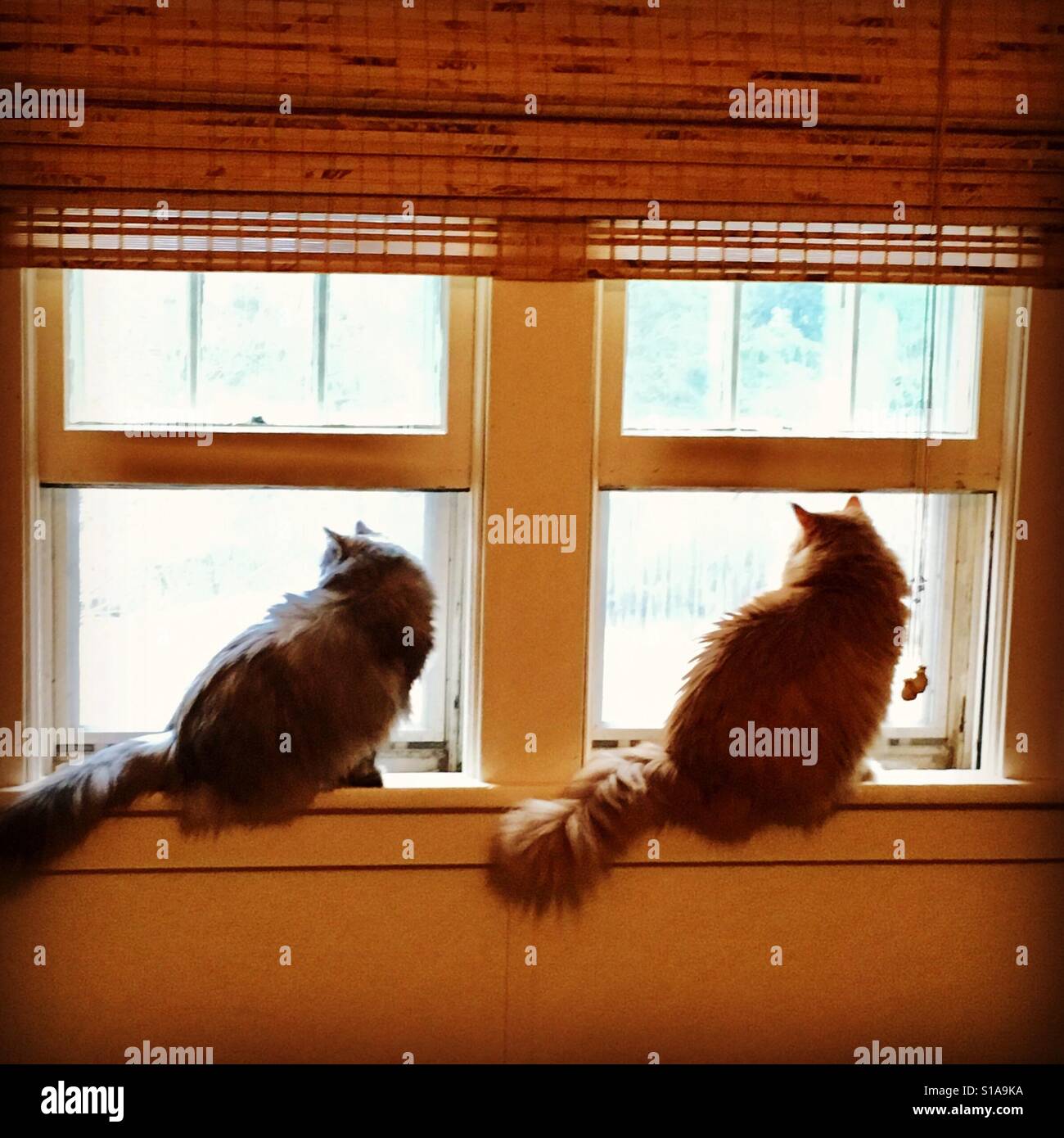 Leo & Layla, my cats, birdwatching from the windowsill Stock Photo