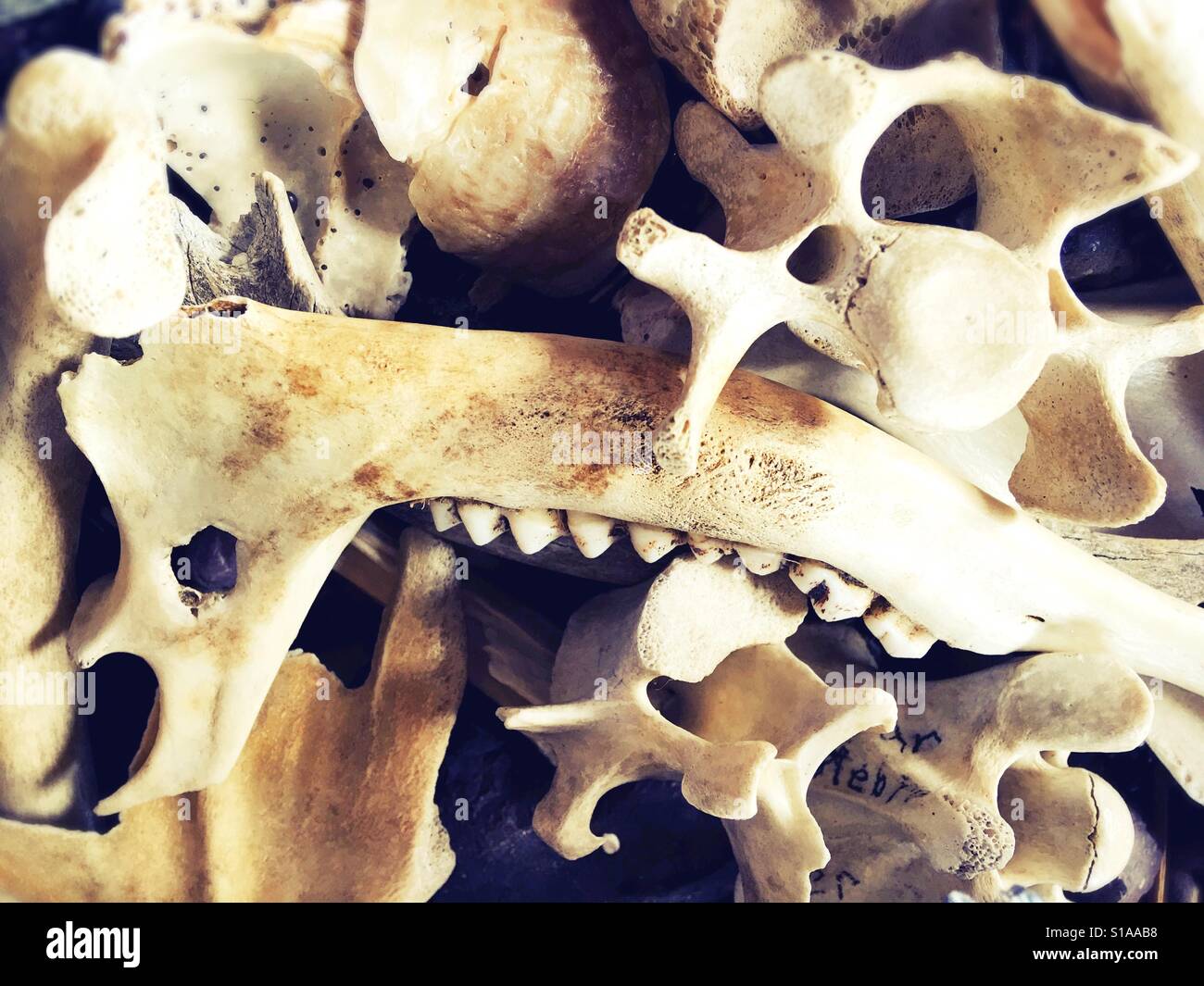 A pile of animal bones used for educational purposes Stock Photo - Alamy