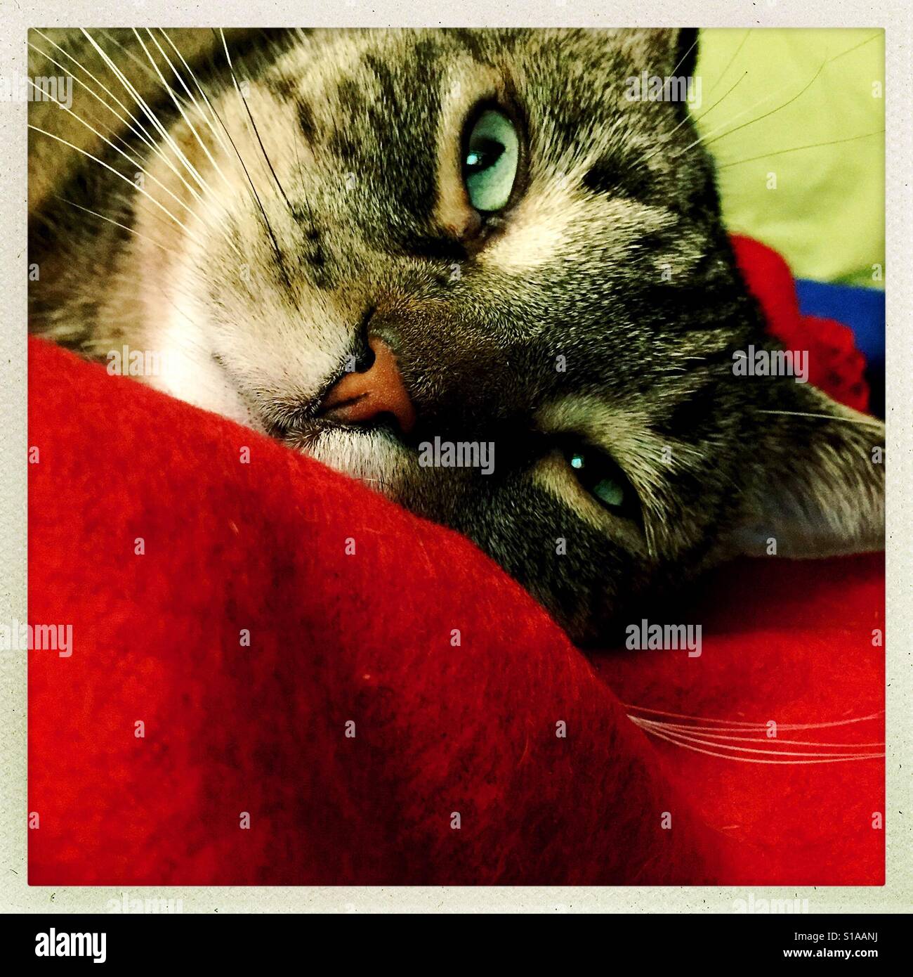 Cat on red blanket hi-res stock photograp…