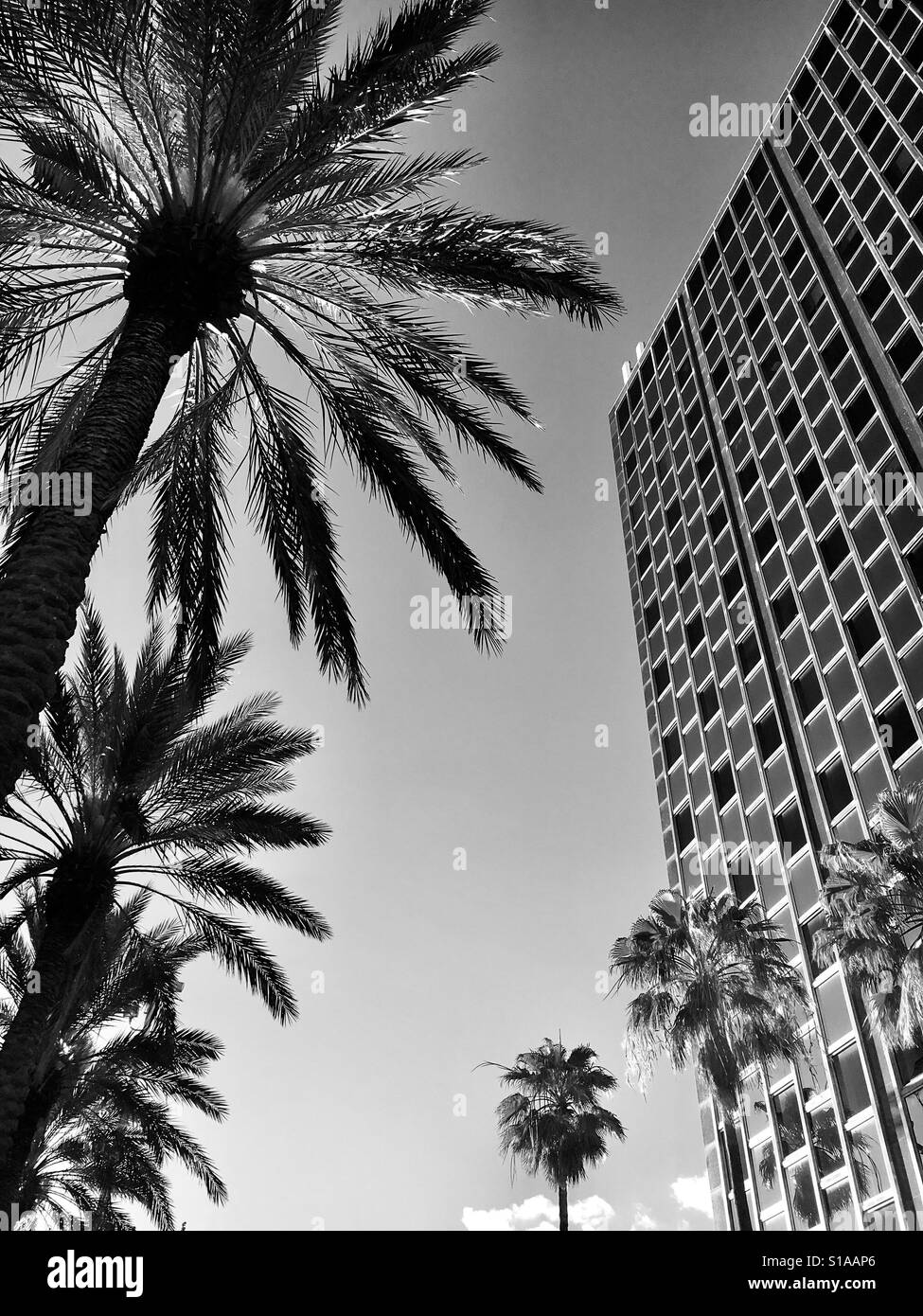 Urban Palms - Smartphone Captured Stock Image