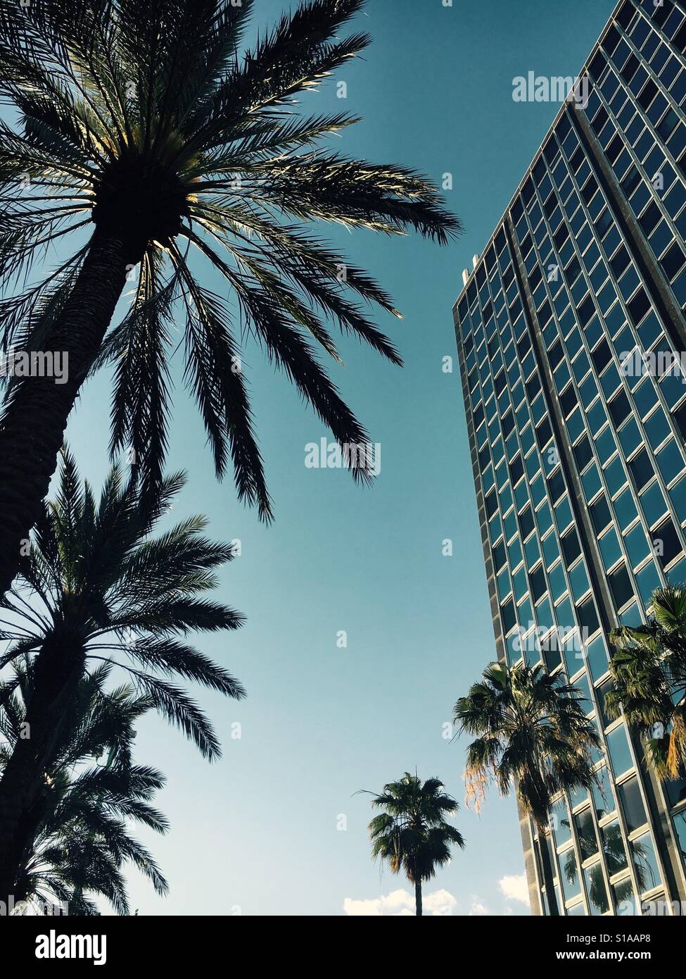 Urban Palms - Smartphone Captured Stock Image