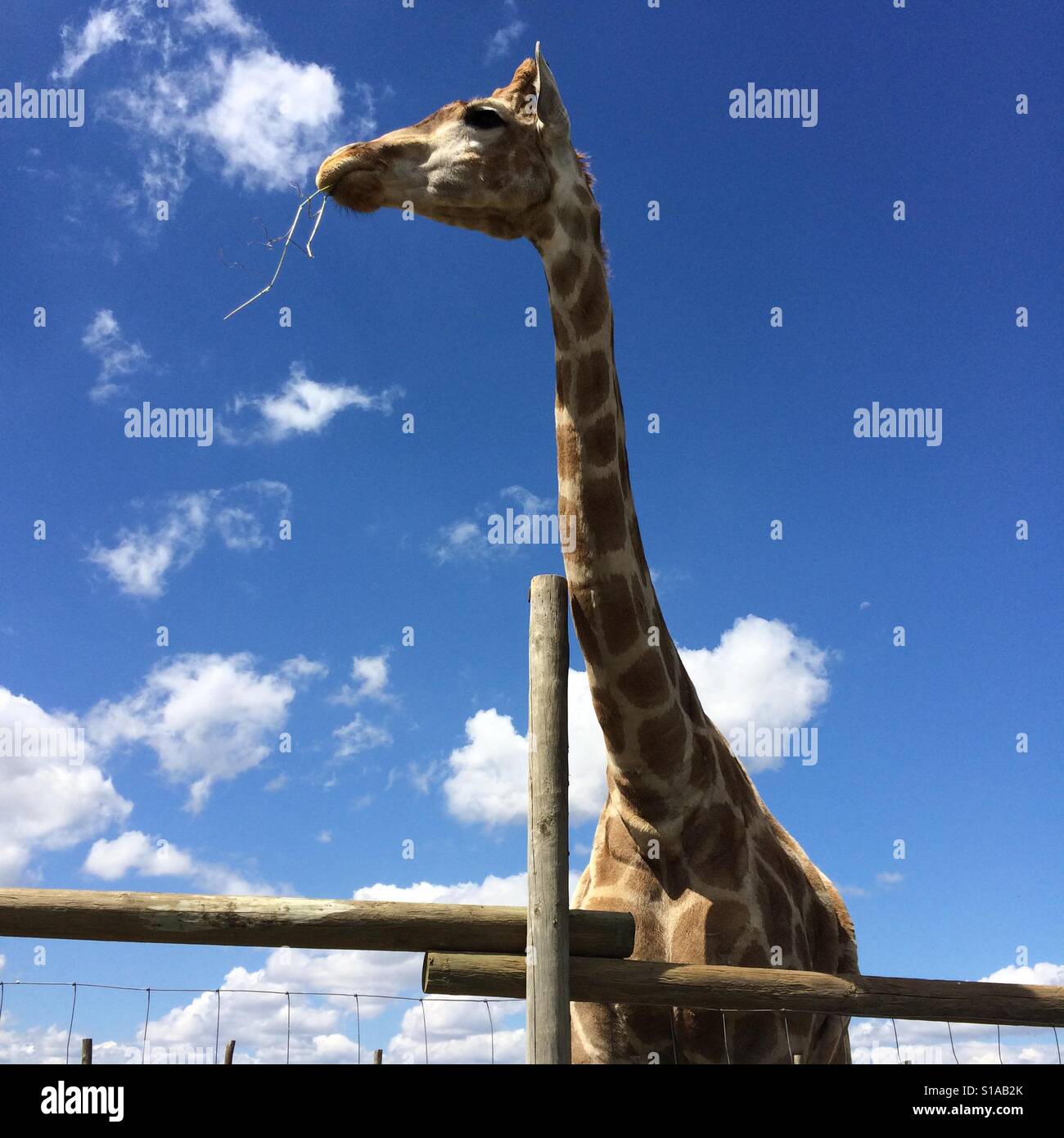 Giraffe eating grass Stock Photo