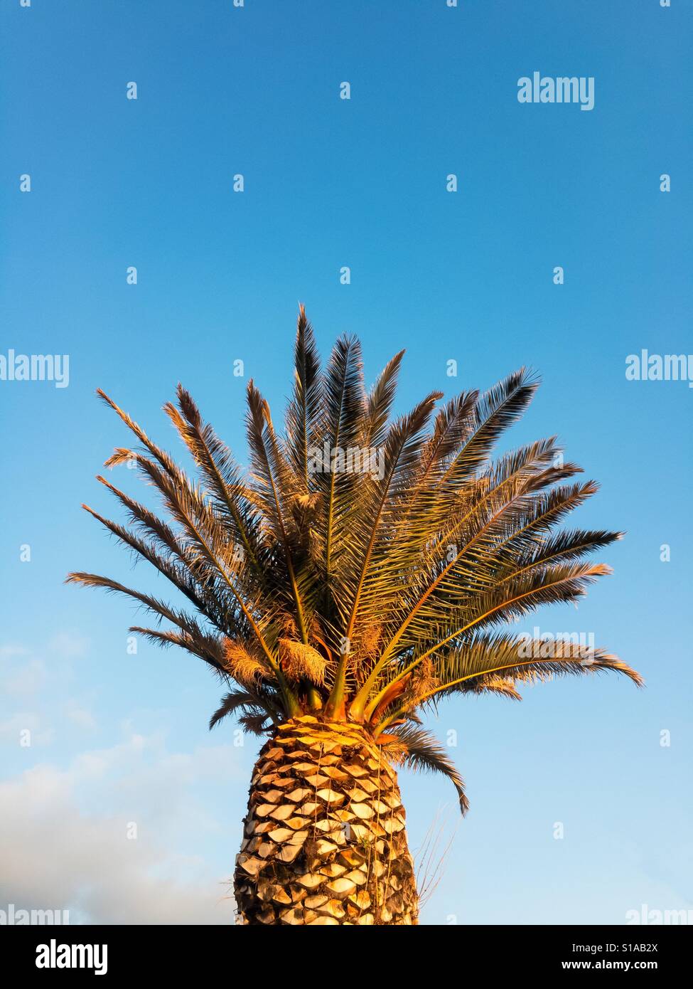 Palm tree and blue sky background Stock Photo