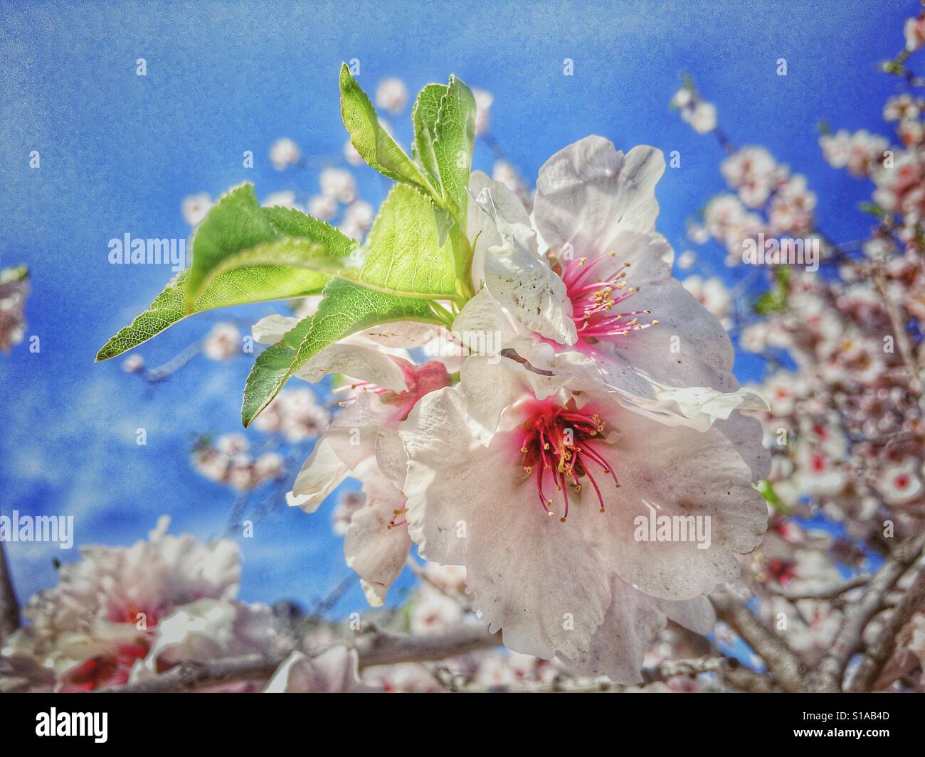 Almond blossom, Prunus dulcis - Smartphone Captured Stock Image