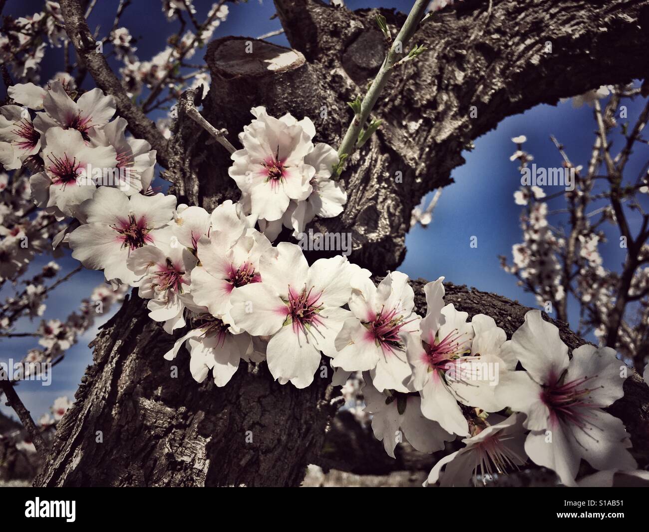 Almond blossom, Prunus dulcis - Smartphone Captured Stock Image