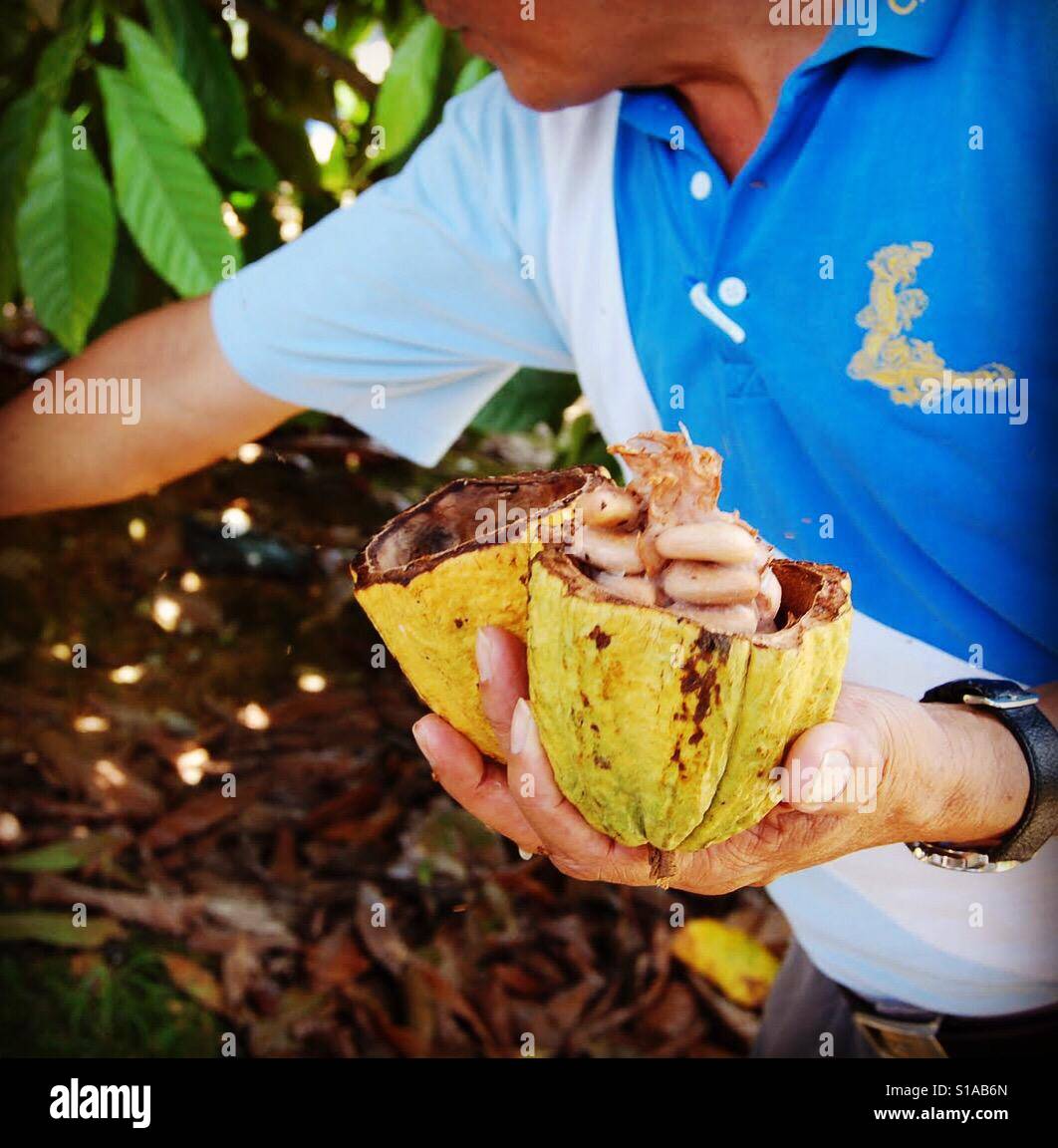 Cocoa pod - Smartphone Captured Stock Image